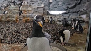 Read more about the article 홋카이도: 아사히야마 동물원 방문 후기 231205-1