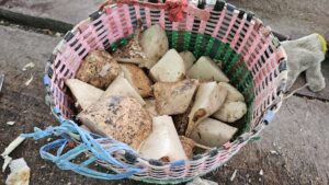 Read more about the article 푸켓: Elephant Wildlife Sanctuary 에서 코끼리 먹이 주기 250124-1