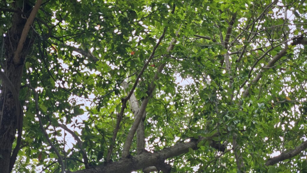 This image has an empty alt attribute; its file name is 20250125_1710123766984760741857305-1024x577.jpg