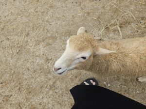 Read more about the article 여름 정선 여행: 하이원 운탄고도, 구름아래 동물농장, 구름담은 카페, 맛집 우정식당 250718~250720 – 3